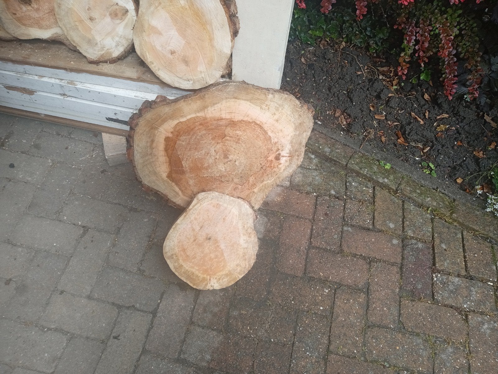 Decoratieve boomschijven, Ophalen of Verzenden, Nieuw
