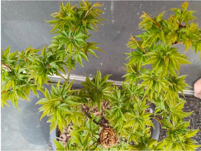 Bonsai Acer palmatum Shishigashira, Bloeit niet, Halfschaduw, Overige soorten, Minder dan 100 cm