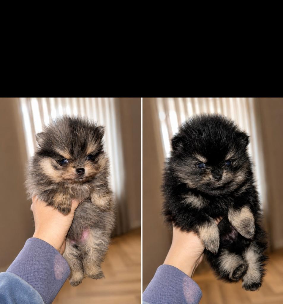 Super mooie Pomeriaan Pomeranian reutjes, Reu, 8 tot 15 weken, Parvo, Meerdere