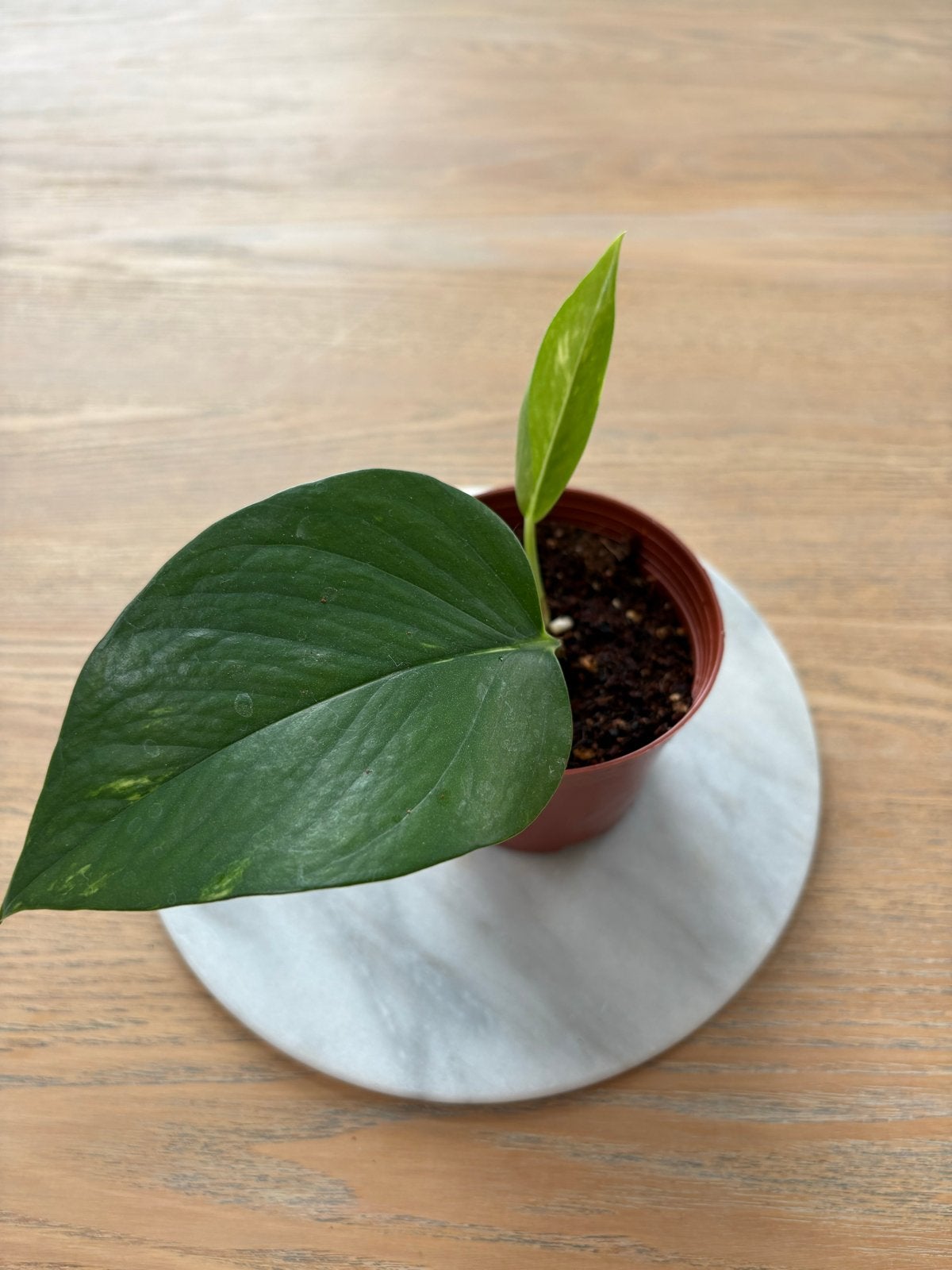 Baby Golden Pothos plant met nieuwe blad - goed geworteld, Huis en Inrichting, Kamerplanten, Overige soorten, In pot, Minder dan 100 cm
