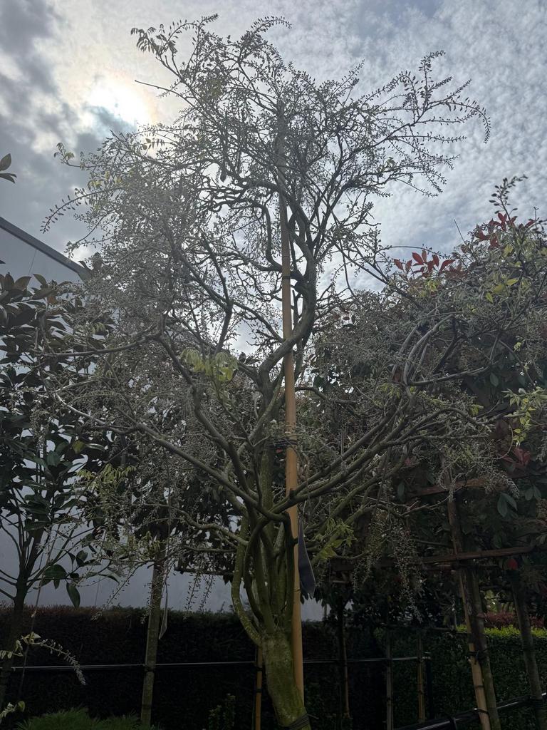 Blauwe regen in verschillende hoogtes modelen, Tuin en Terras, Planten | Bomen, Overige soorten, 100 tot 250 cm, Zomer, Ophalen