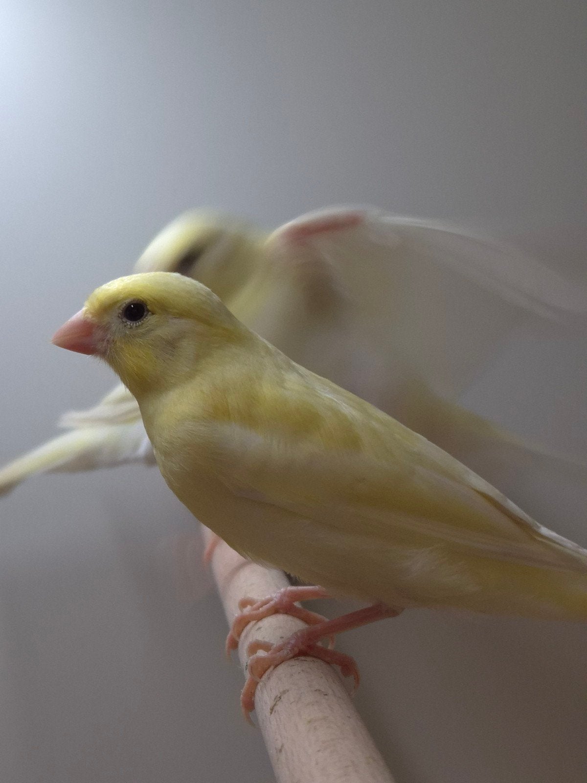 Ruime keuze jonge kanaries, Dieren en Toebehoren, Vogels | Kanaries, Meerdere dieren, Kleurkanarie