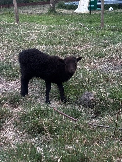 Ouessant schapen lammetjes schaapjes, Dieren en Toebehoren, Vrouwelijk, Schaap, 0 tot 2 jaar