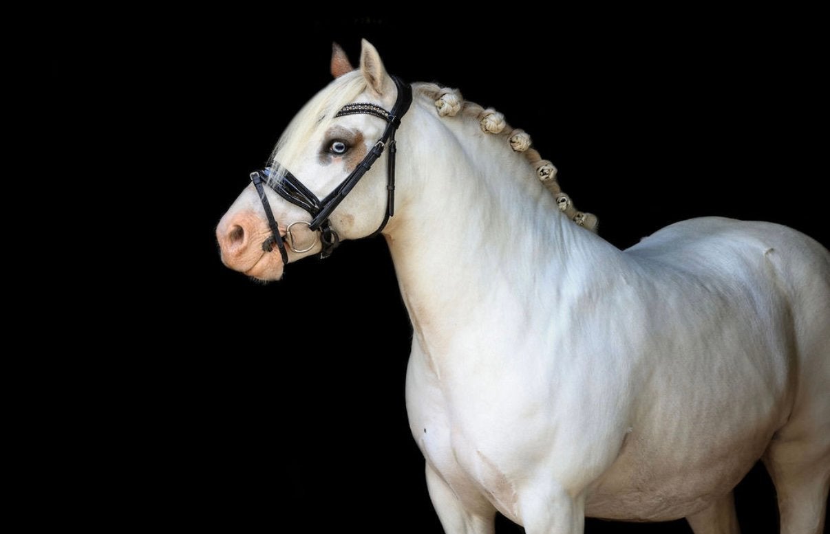 Brave kinderpony te koop, Minder dan 160 cm, Ruin, L, 7 tot 10 jaar