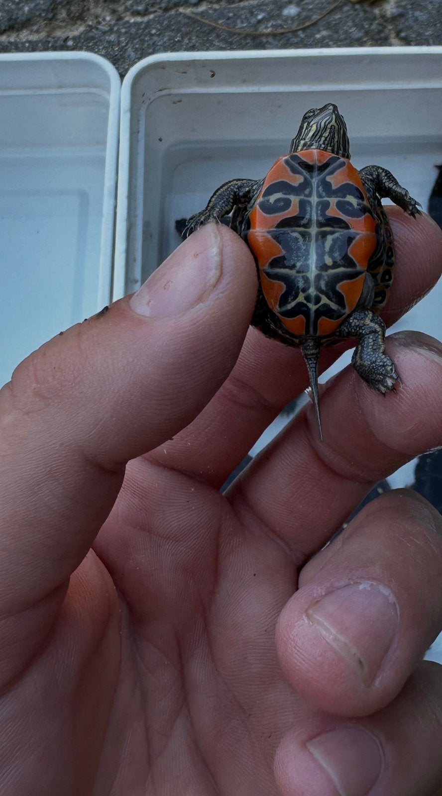 Westelijke sierschildpad - Chrysemys picta belli, Schildpad, 0 tot 2 jaar