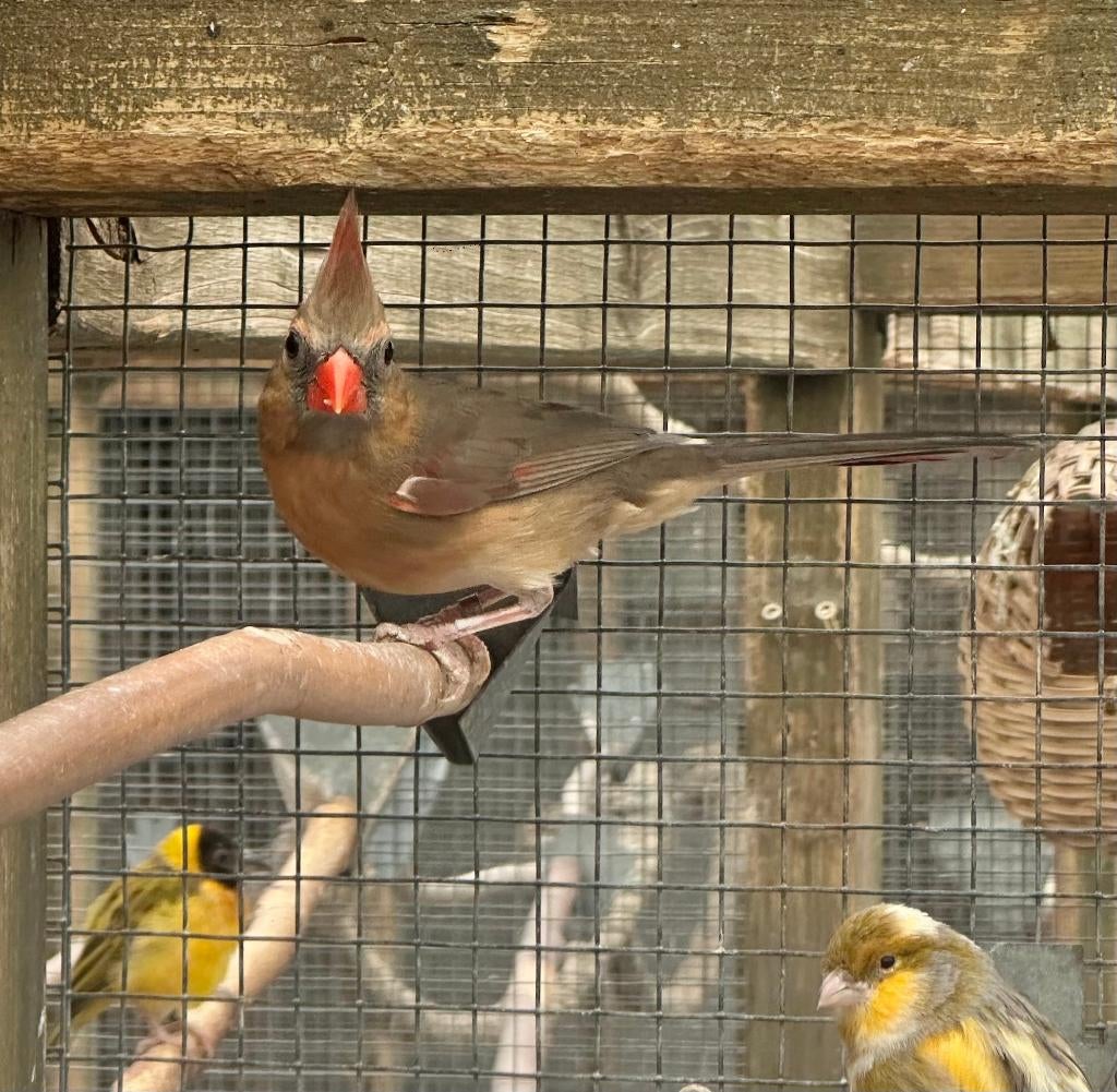 Rode kardinaal, Dieren en Toebehoren, Vogels | Overige Vogels, Mannelijk