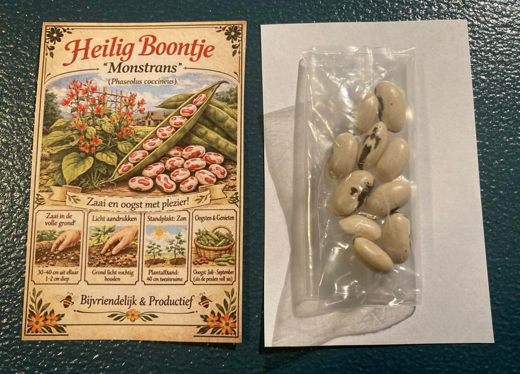 Heilig Boontje "Monstrans" zaden biologisch, Ophalen of Verzenden, Voorjaar, Volle zon, Zaad