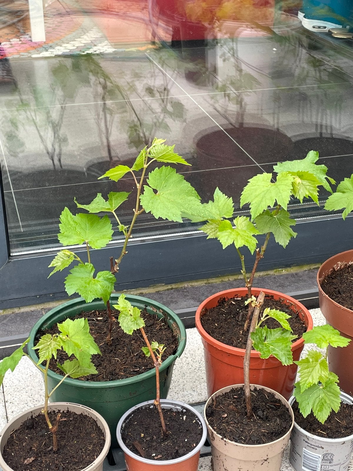Druiven planten., Ophalen, Minder dan 100 cm, Overige soorten, Zomer