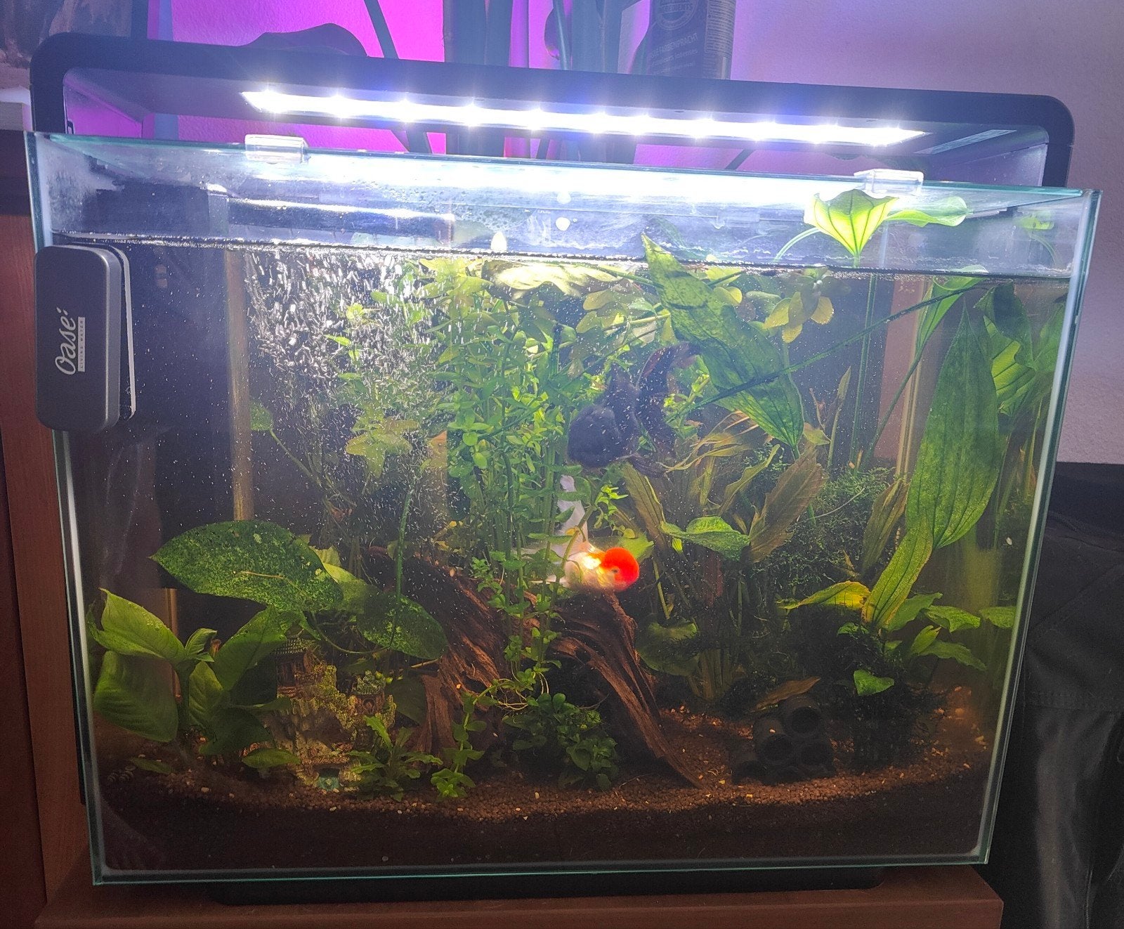 Aquarium met vissen, garnalen, slakjes en toebehoren, Ophalen, Inclusief toebehoren, Gebruikt, Gevuld zoetwateraquarium