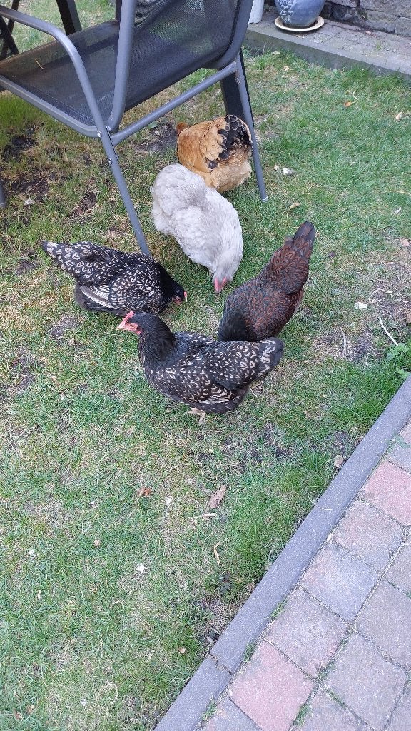 Hennen te koop, Dieren en Toebehoren, Pluimvee, Vrouwelijk, Kip