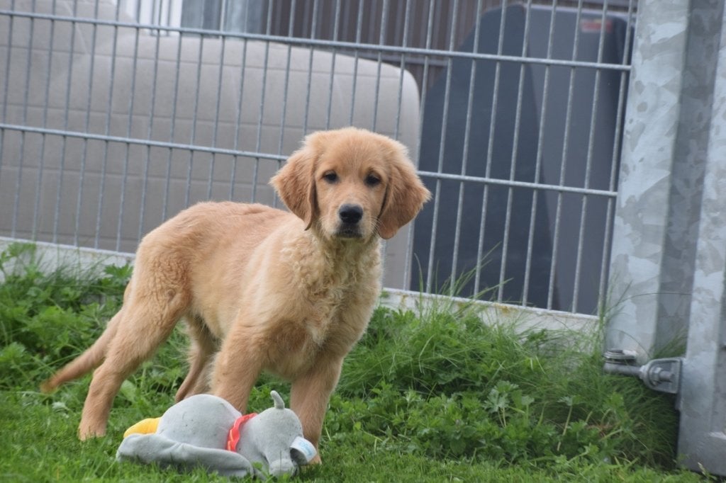 Golden retriever pups, Golden retriever, 15 weken tot 1 jaar, Buitenland, Meerdere