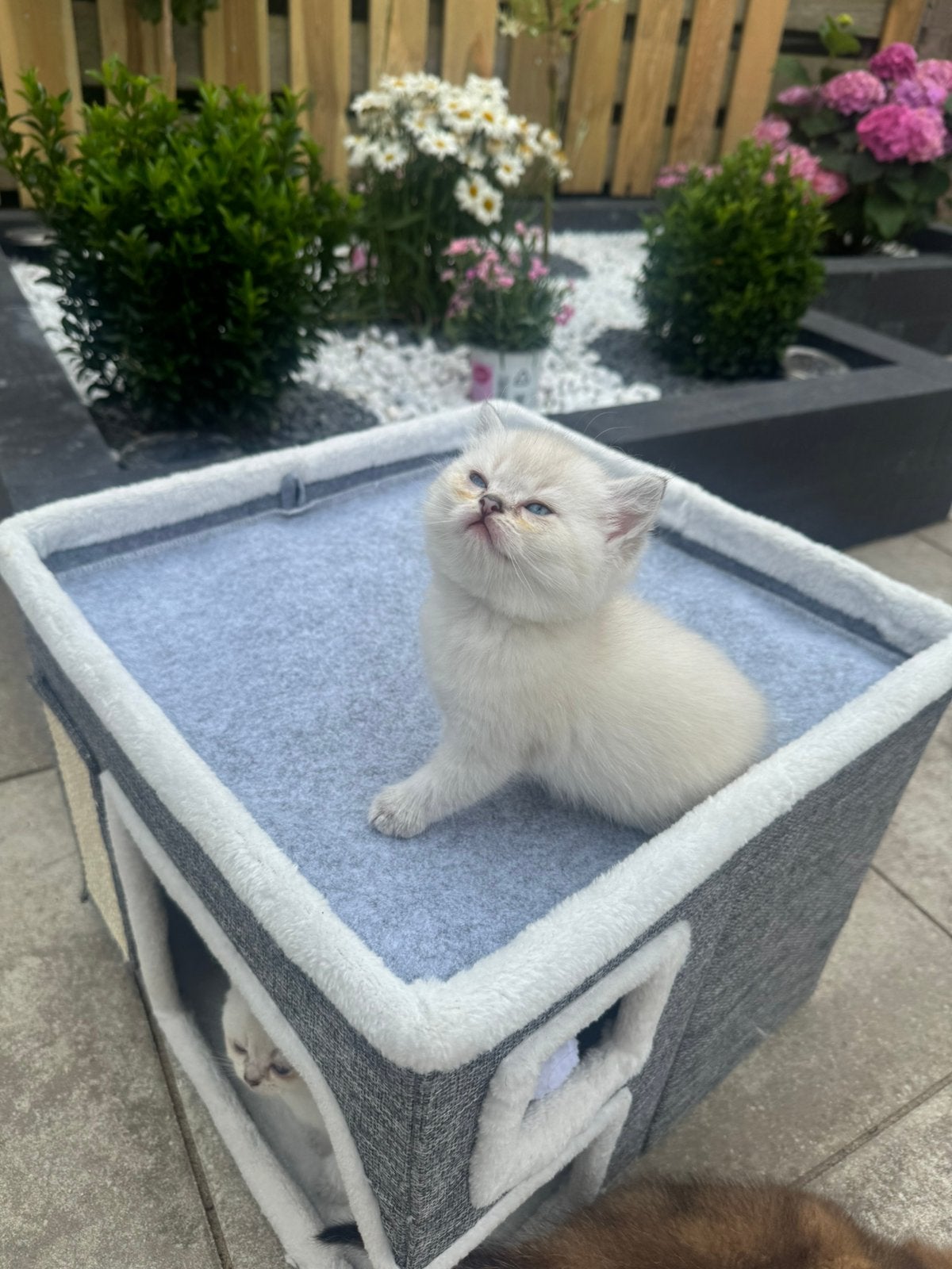 Prachtige Brits Korthaar kittens te koop, Meerdere dieren, Ontwormd, 0 tot 2 jaar