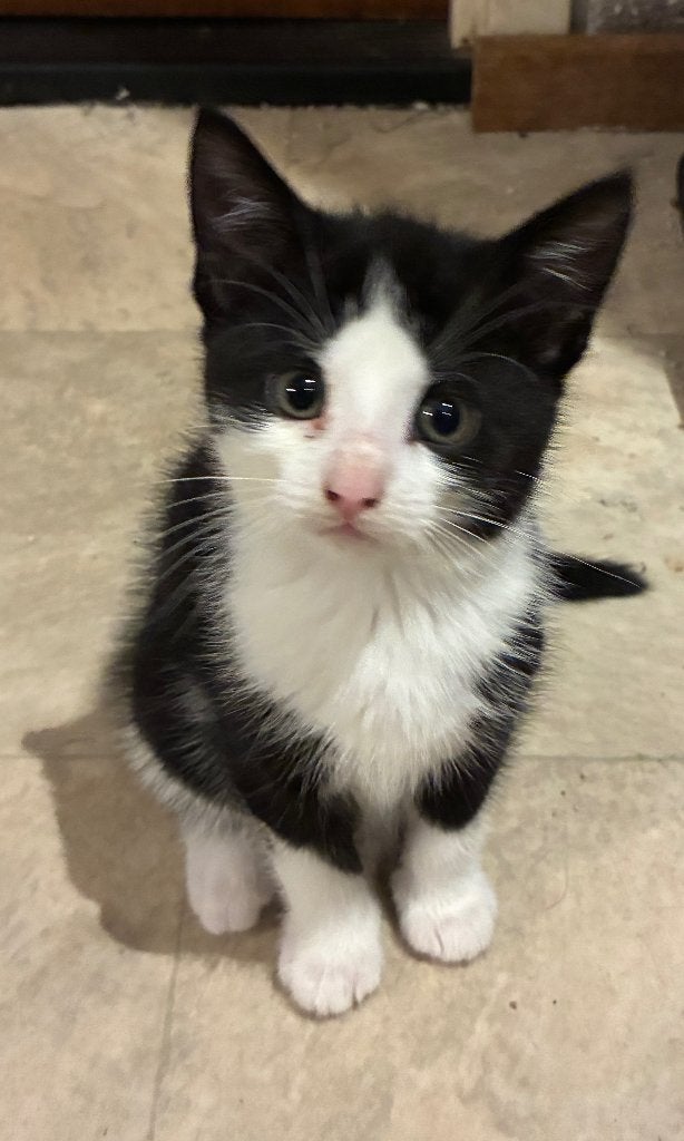 Makke, lieve, speelse kittens, Poes, Kortharig, 0 tot 2 jaar