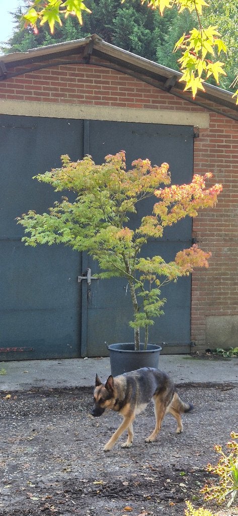 Acer palmatum ,japanse esdoorn., Bloeit niet, Halfschaduw, 100 tot 250 cm, Overige soorten
