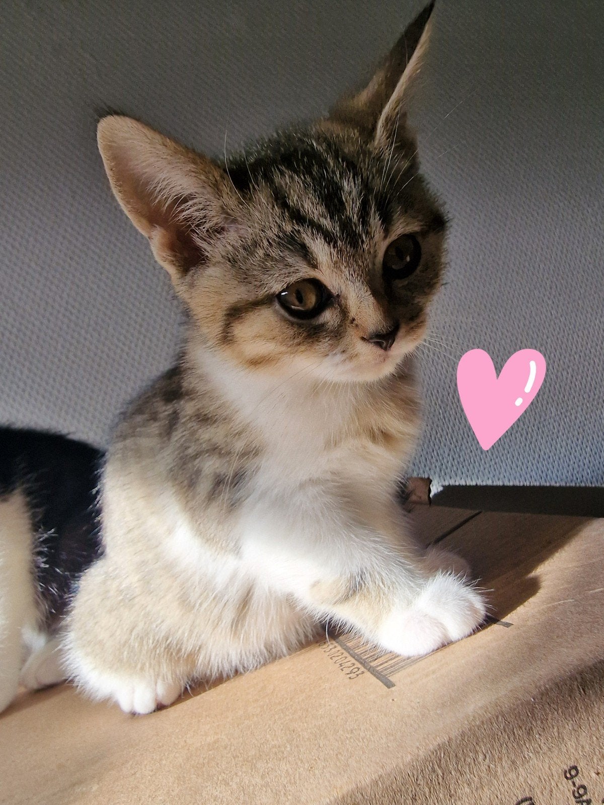 Britse korthaar kitten, Dieren en Toebehoren, Meerdere dieren, Kortharig, 0 tot 2 jaar