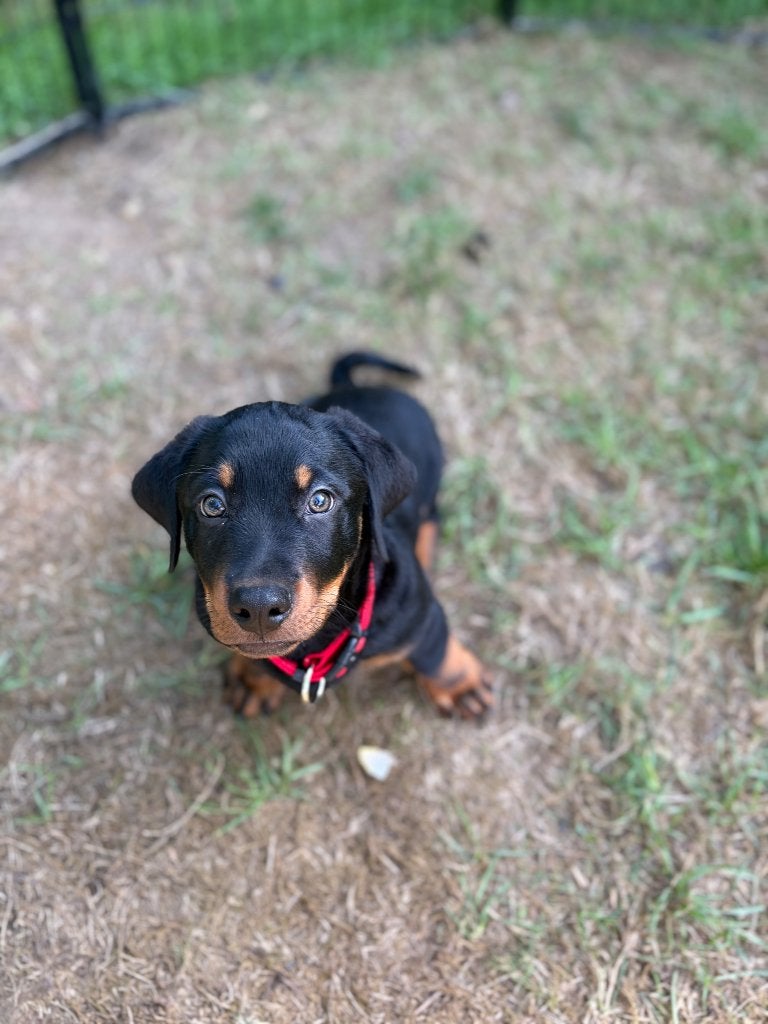 Rottweiler x teckel pups, België, Particulier, CDV (hondenziekte), 8 tot 15 weken