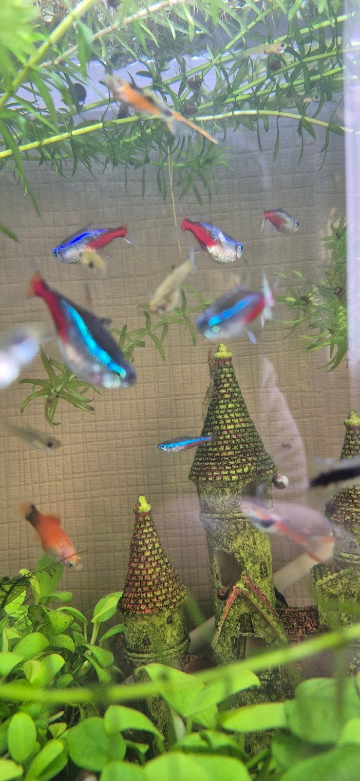 aangeboden tropische visse., Dieren en Toebehoren, Vis, Zoetwatervis, Schoolvis