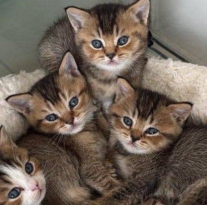 Tabby & shaded BRITISH SHORT HAIR kittens, Meerdere dieren, Ingeënt