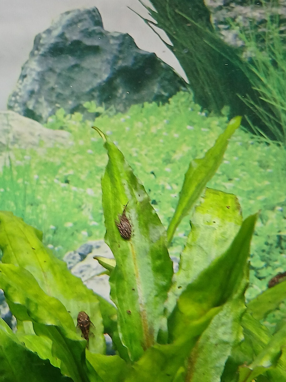 Te koop jonge borstelneus algeneters, Dieren en Toebehoren, Vissen | Aquariumvissen, Vis, Zoetwatervis
