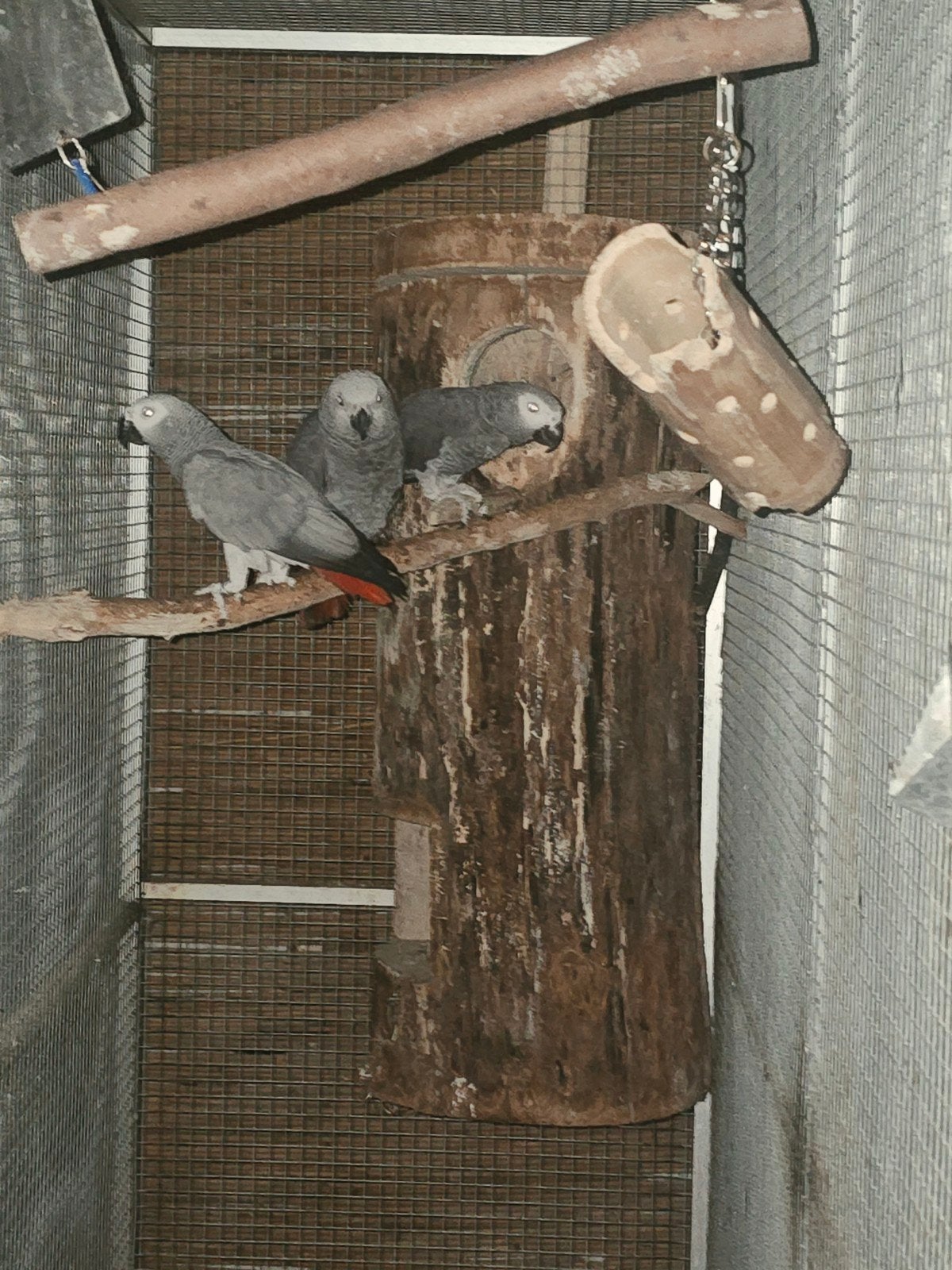 Baby grijze roodstaart 15 weken oud, Geslacht onbekend, Papegaai, Geringd
