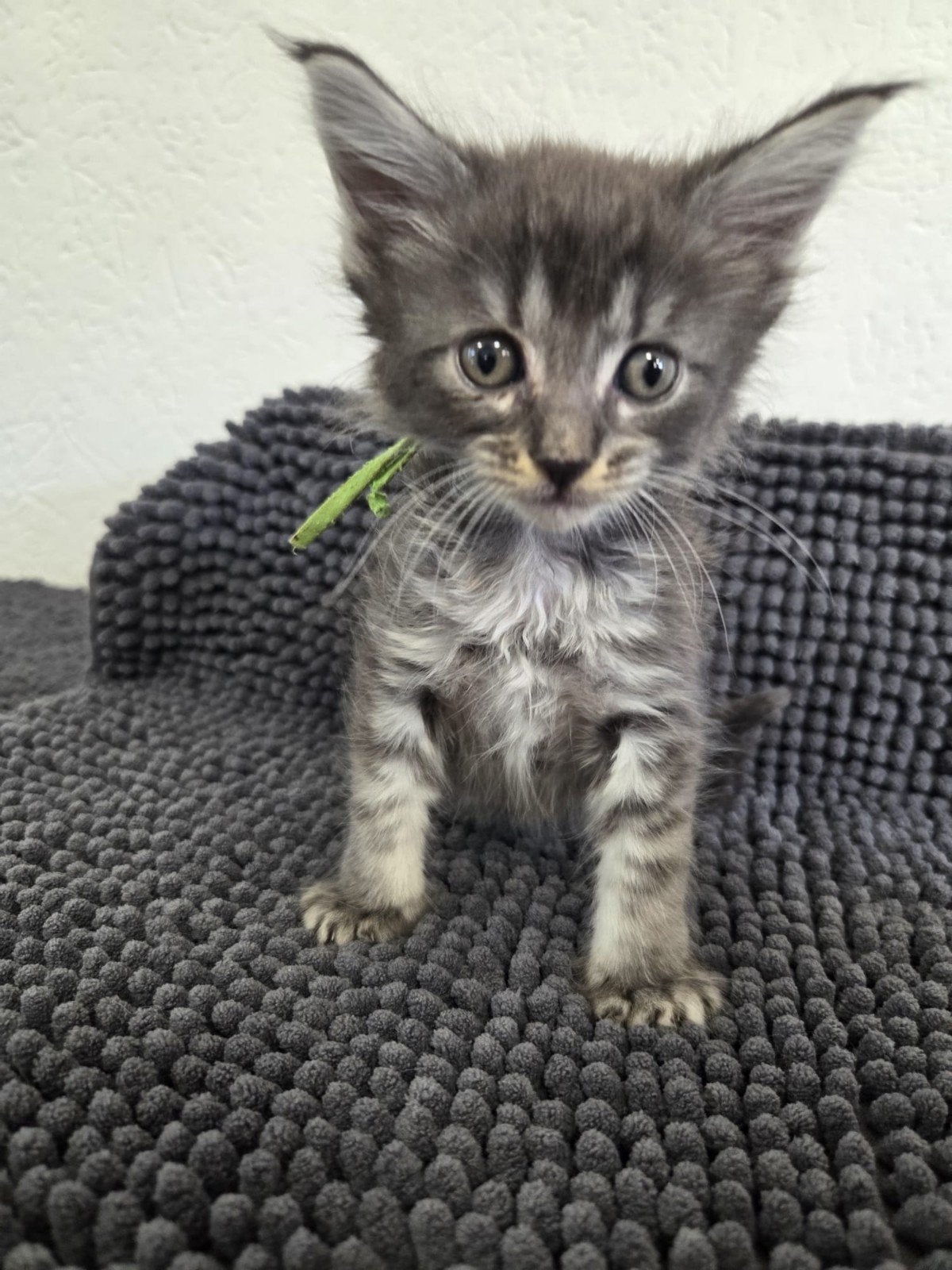 Raszuivere prachtige Maine coon Kittens, Dieren en Toebehoren, Katten en Kittens | Raskatten | Langhaar, Meerdere dieren, Gechipt