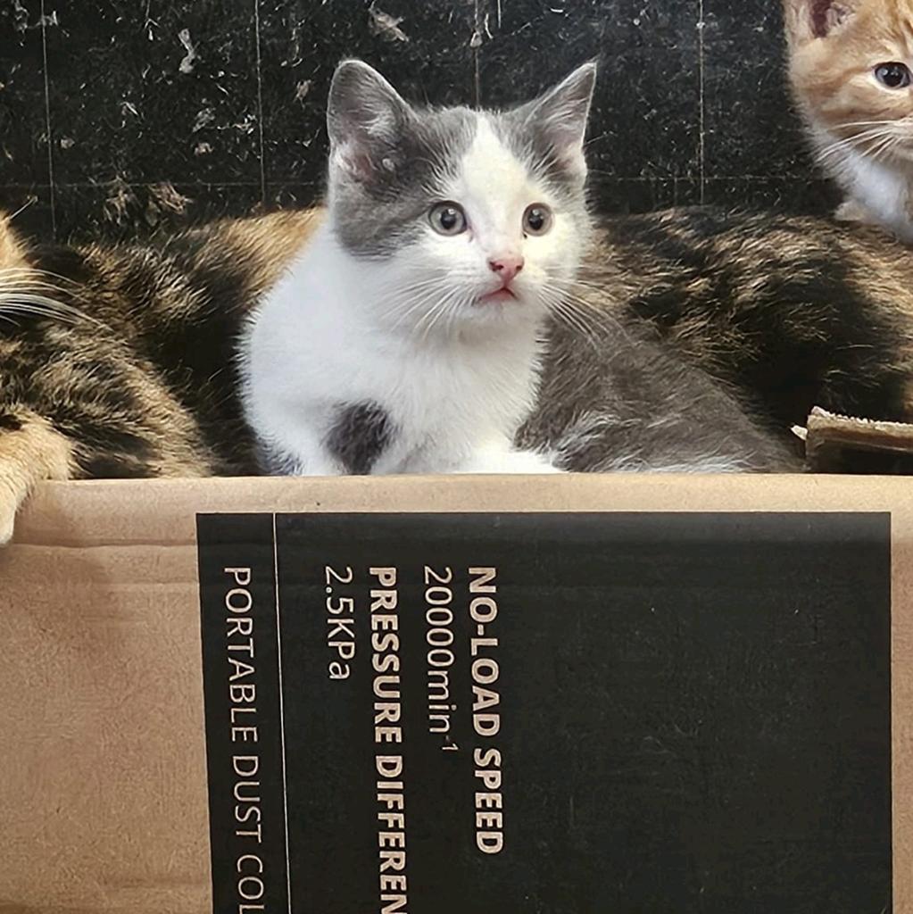 Tamme boerderij kittens, Dieren en Toebehoren, Meerdere dieren, Kortharig, 0 tot 2 jaar