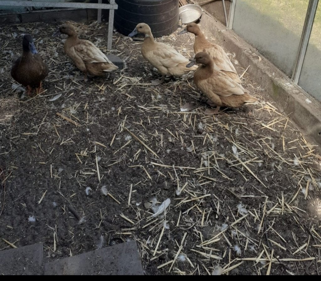 Legeenden, Meerdere dieren, Kip