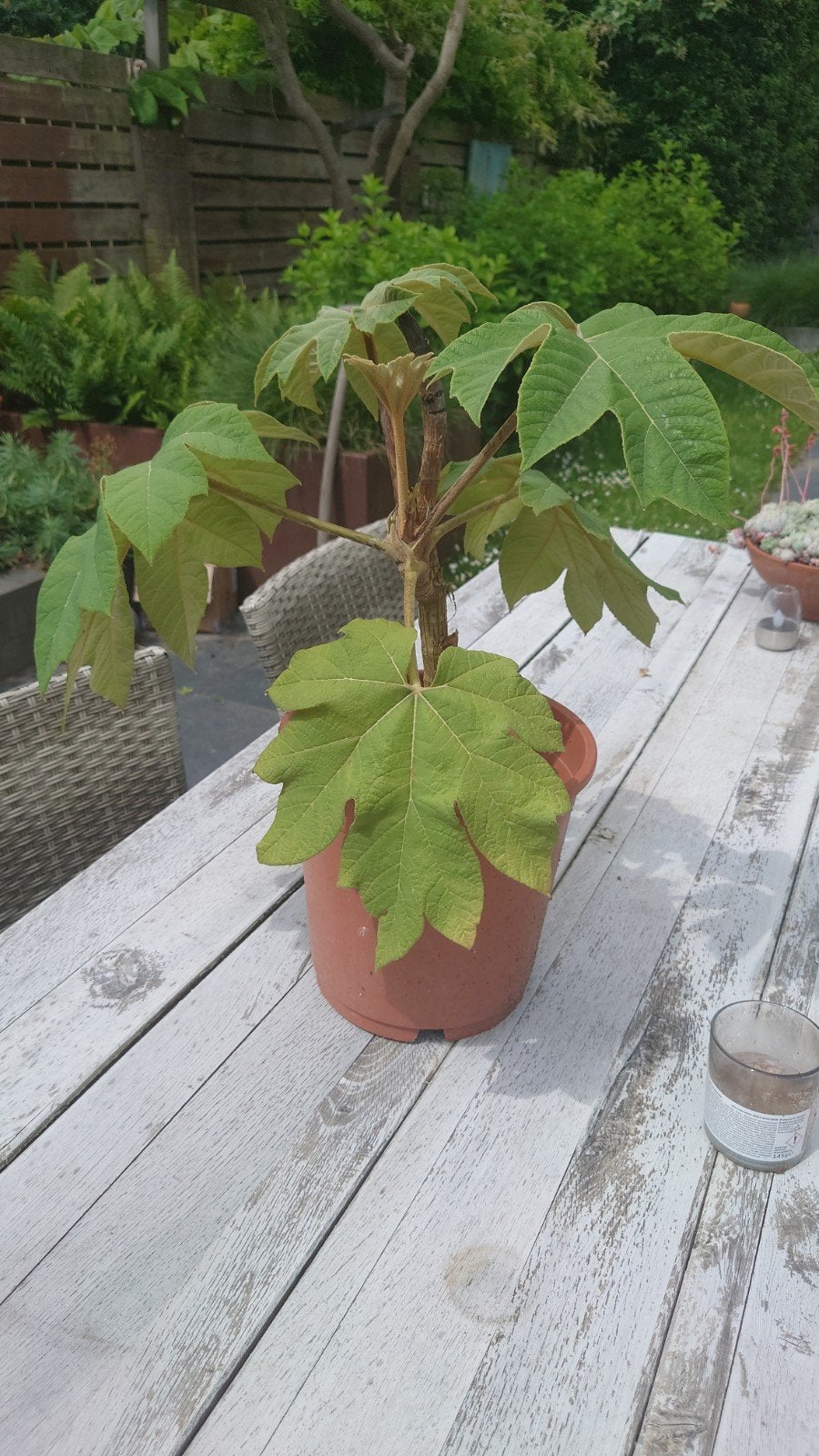 Grote Rijstpapierplant Tetrapanax Papyrifer - 55 cm, Tuin en Terras, Overige soorten, Vaste plant, Ophalen of Verzenden, Halfschaduw