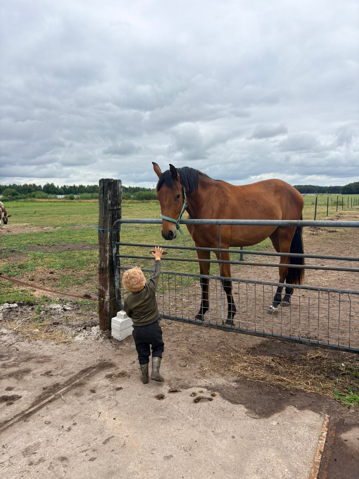 Lieve aanhankelijke 2,5 jarige ruin McLarenxJohnson, Met stamboom, Ruin, Dressuurpaard, 3 tot 6 jaar