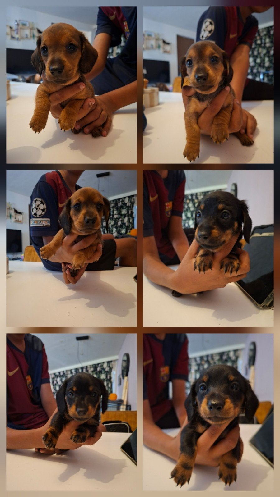 lieve dwerg teckel pups zoeken een huisje, Parvo, 8 tot 15 weken, Korthaar, Dwerg