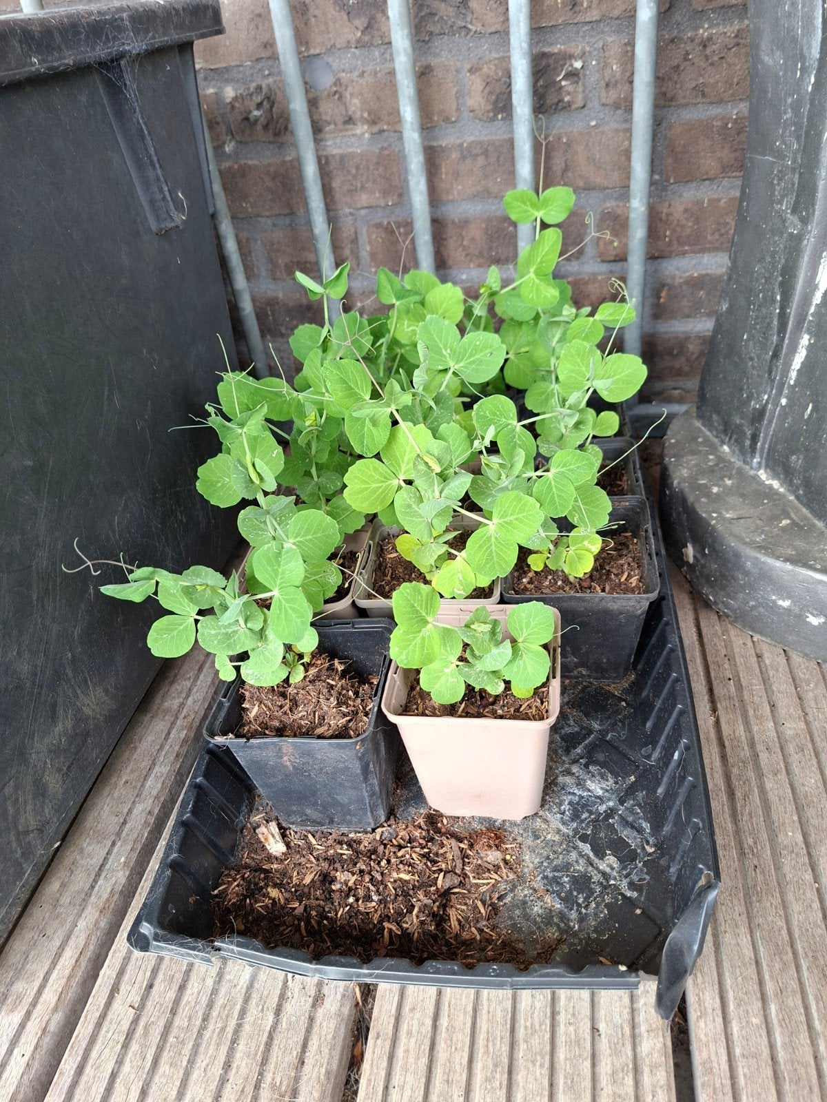 biologische groente plantjes, Ophalen of Verzenden, Eenjarig, Groenteplanten, Volle zon