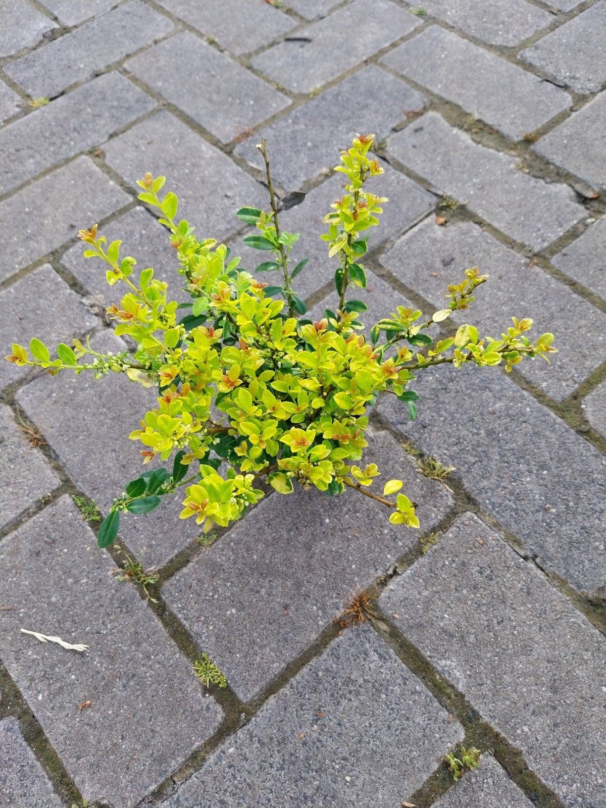 Ilex crenata 'Golden Gem' - Japanse Hulst, Vaste plant, Bloeit niet, Halfschaduw, Ophalen