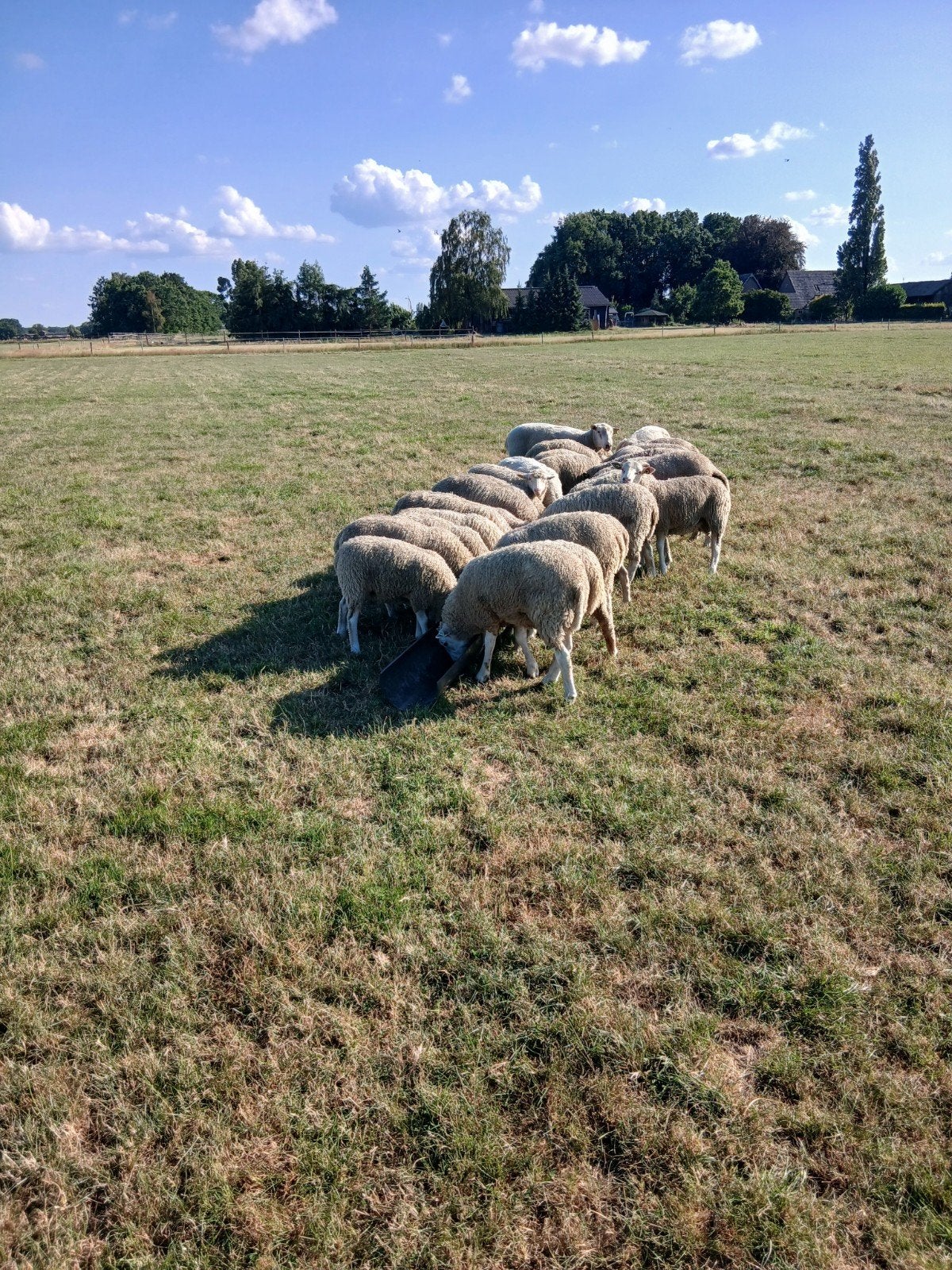 Lammeren gespeend, Meerdere dieren, Schaap