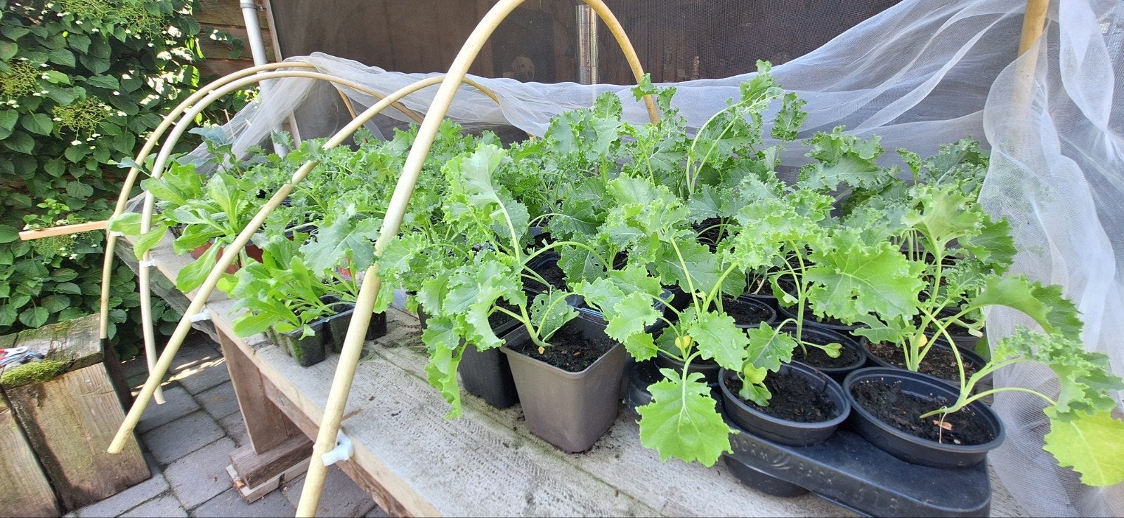 Boerenkool plantjes, Tuin en Terras, Planten | Tuinplanten, Ophalen, Eenjarig, Groenteplanten, Volle zon