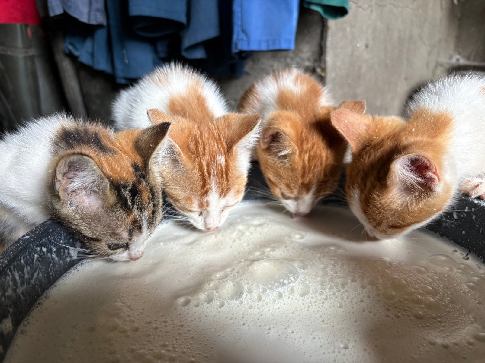 Boerderij Kittens, Dieren en Toebehoren, Meerdere dieren, 0 tot 2 jaar