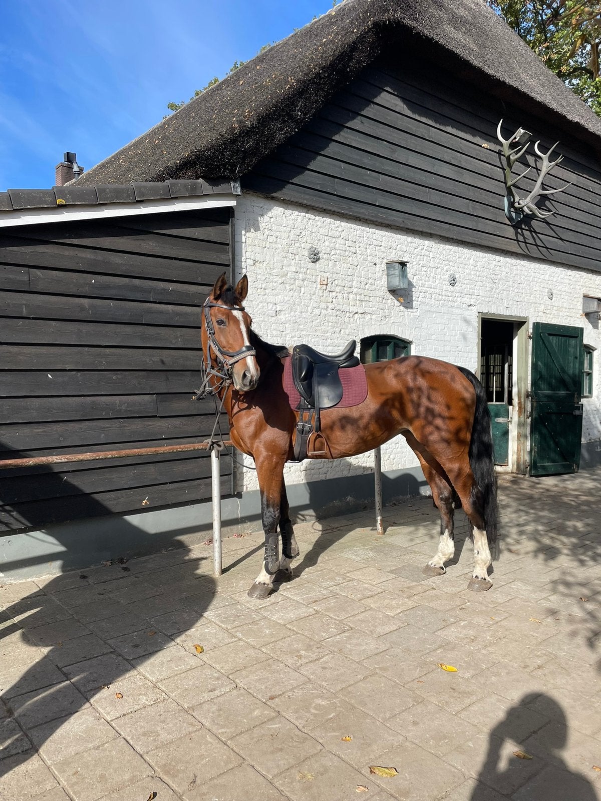 Te koop: Recreatie merrie 1.70m, Dieren en Toebehoren, Paarden, 170 tot 175 cm, 11 jaar of ouder, Recreatiepaard, Merrie
