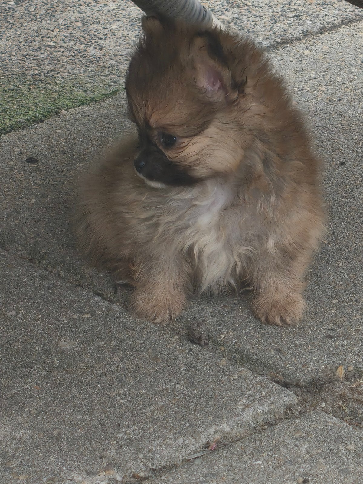 Pomchi x pomeriaan, Dieren en Toebehoren, Honden | Chihuahua's en Gezelschapshonden, Parvo, Overige rassen, 8 tot 15 weken, Meerdere
