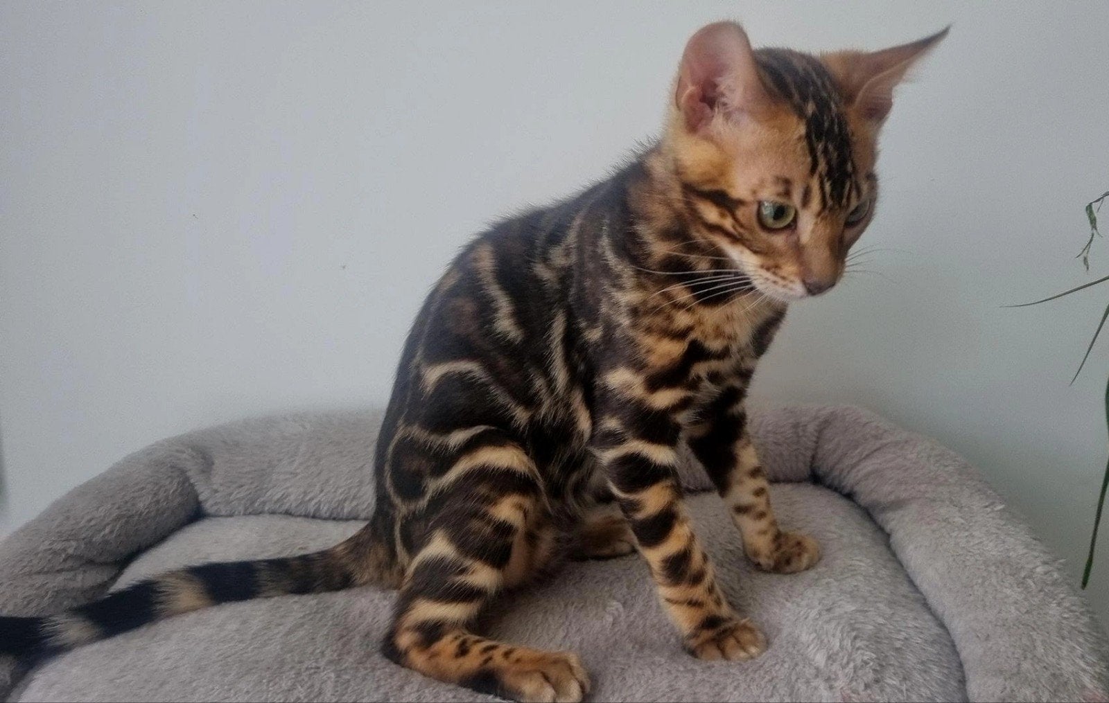 Bengaalse kitten (katertje) zoekt gouden mandje, Kater, Met stamboom, 0 tot 2 jaar