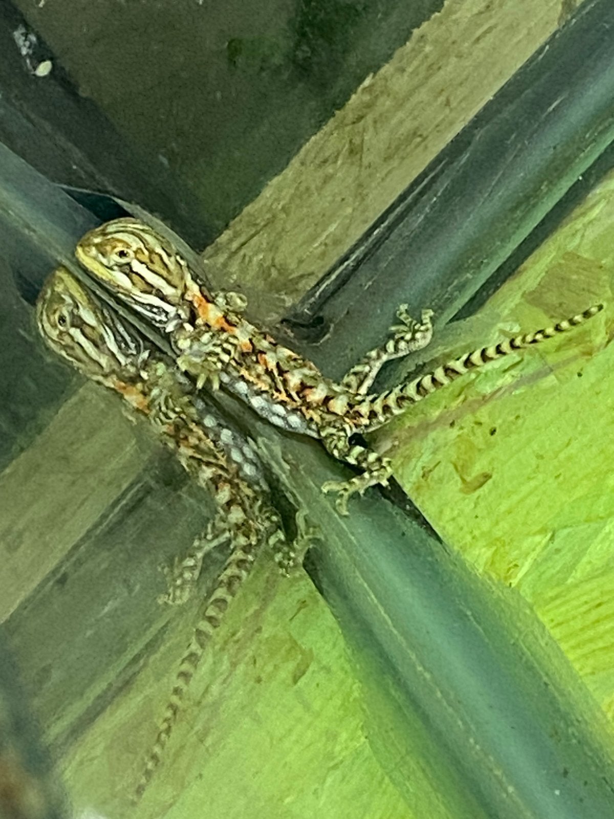 Dwerg baardagaam pogona henrylawsoni Bearded Dragon - unknown for sale from HilReptiel