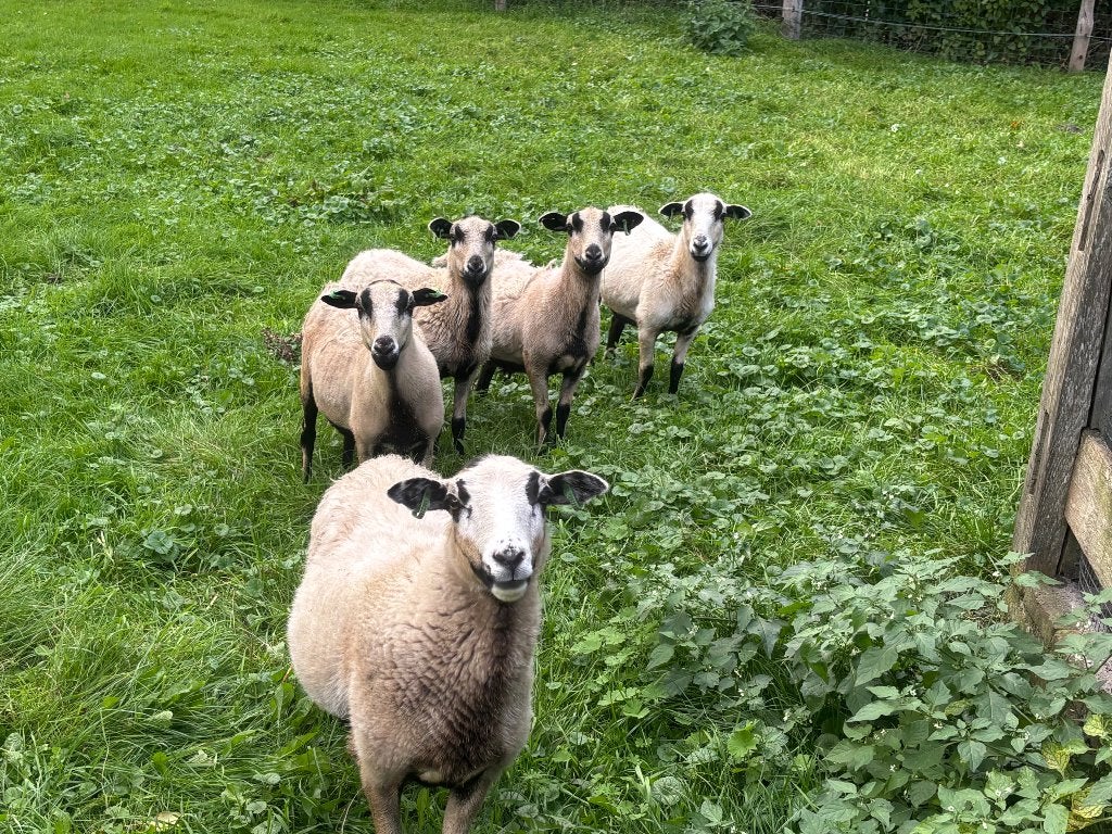Schapen, Dieren en Toebehoren, Vrouwelijk, Schaap, 0 tot 2 jaar