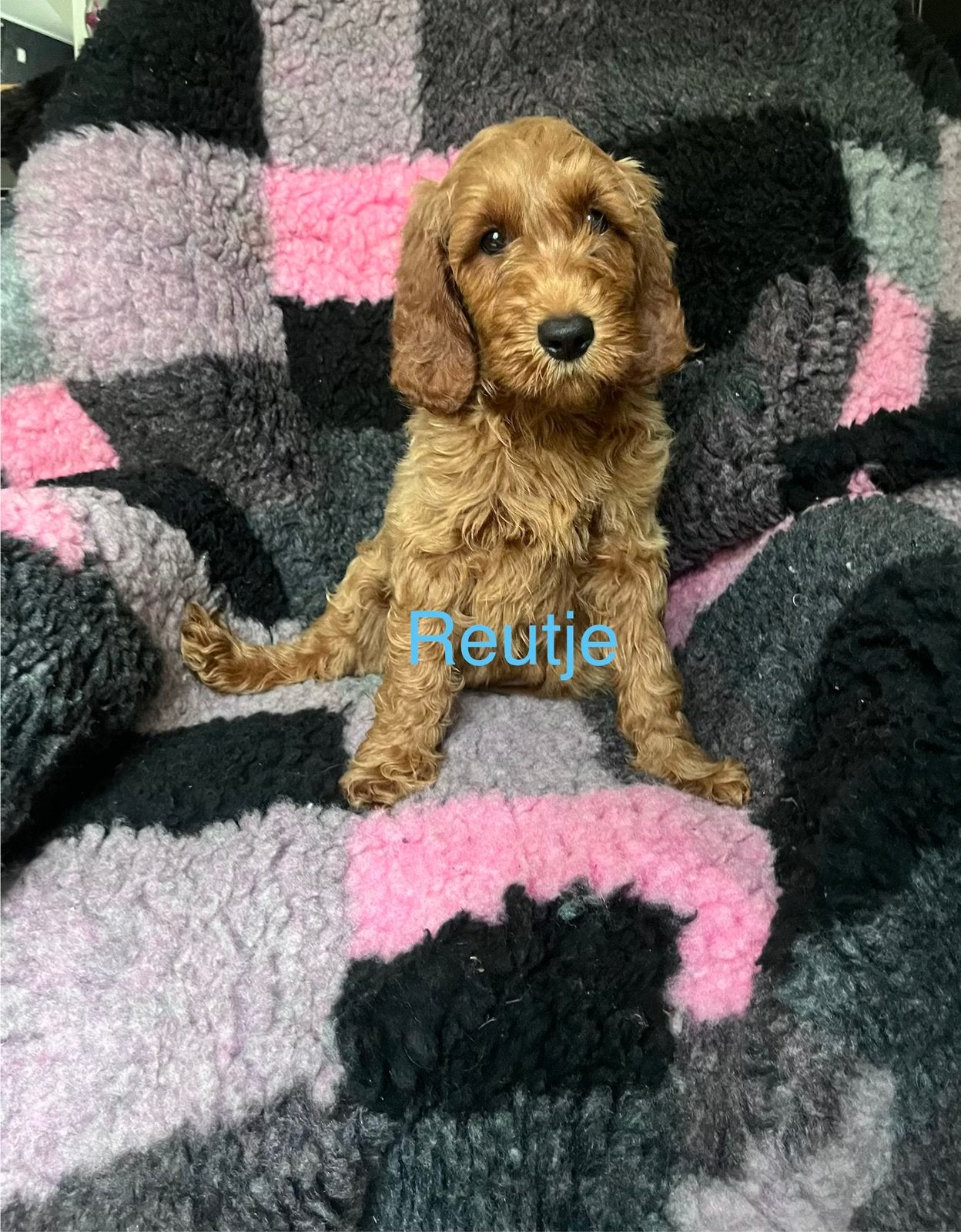 Australia labradoodle, Overige rassen, CDV (hondenziekte), 8 tot 15 weken, Meerdere