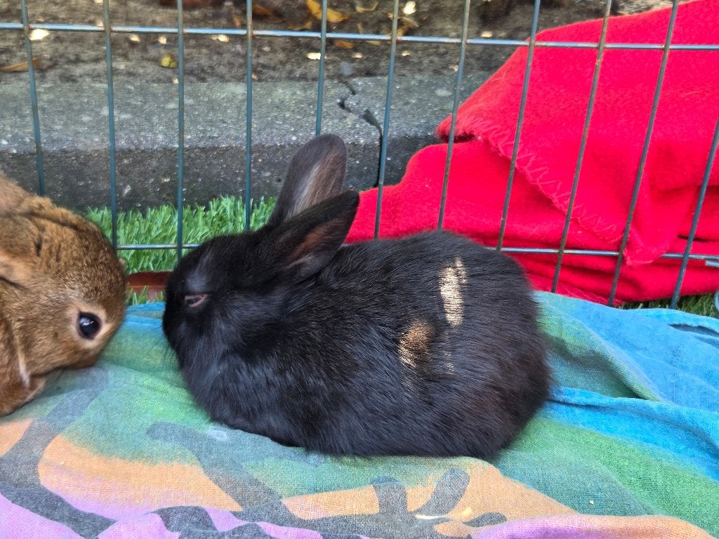 Jonge konijnen (ram), Dieren en Toebehoren, Konijnen, Mannelijk, Middelgroot, 0 tot 2 jaar