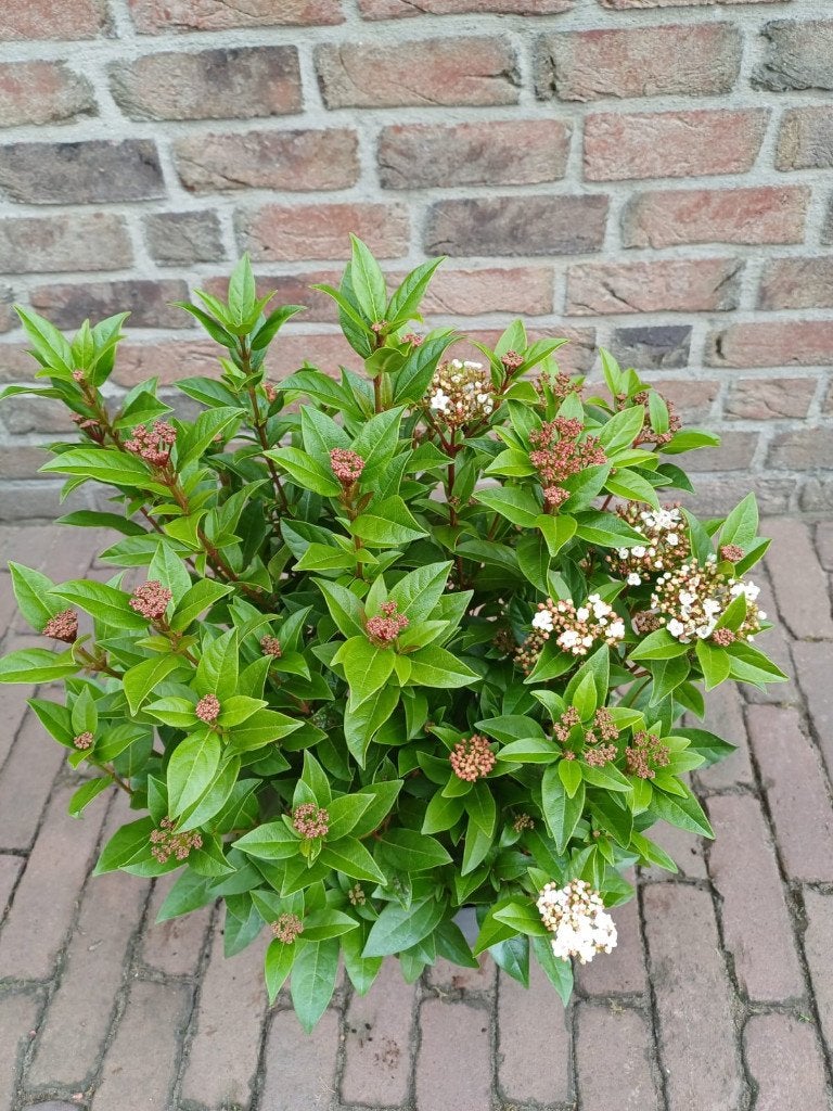 12 keer sneeuwbal, 12 keer anders, Volle zon, Vaste plant, Lente, Ophalen