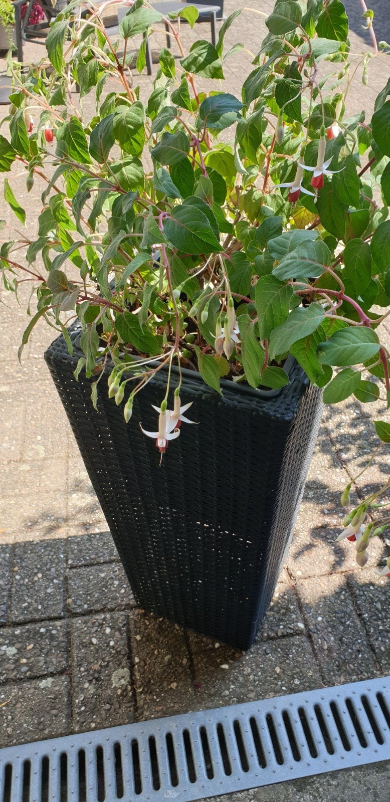 Fuchsia plant 70 cm hoog (exclusief plantenbak), Tuin en Terras, Planten | Tuinplanten, Vaste plant, Halfschaduw, Zomer, Ophalen