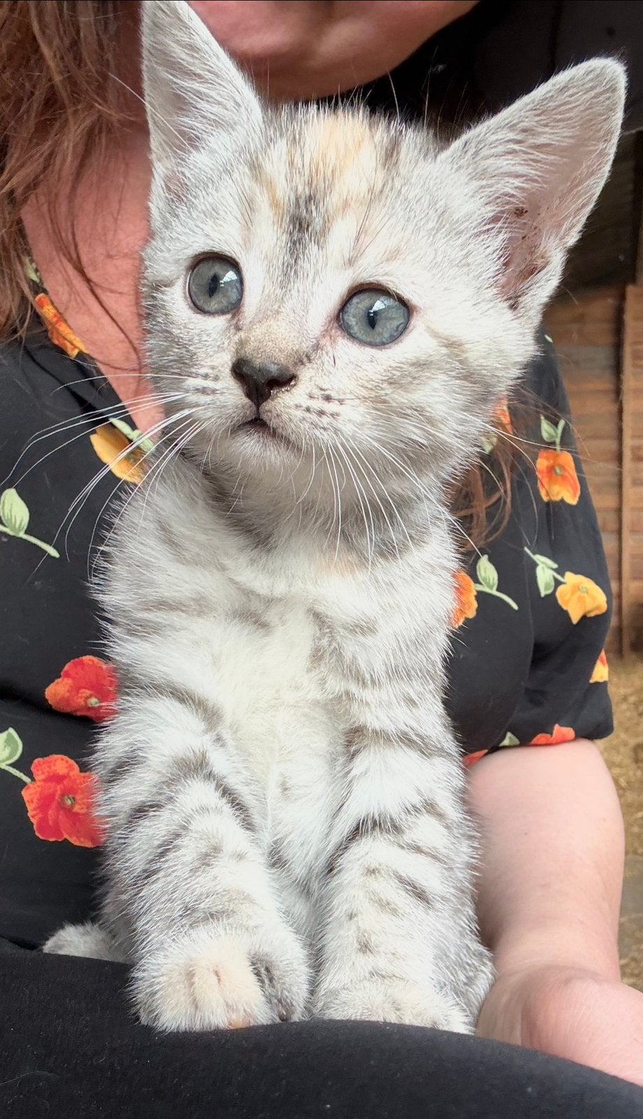 Super lieve mooie kittens, katertjes, Kater, Kortharig, 0 tot 2 jaar