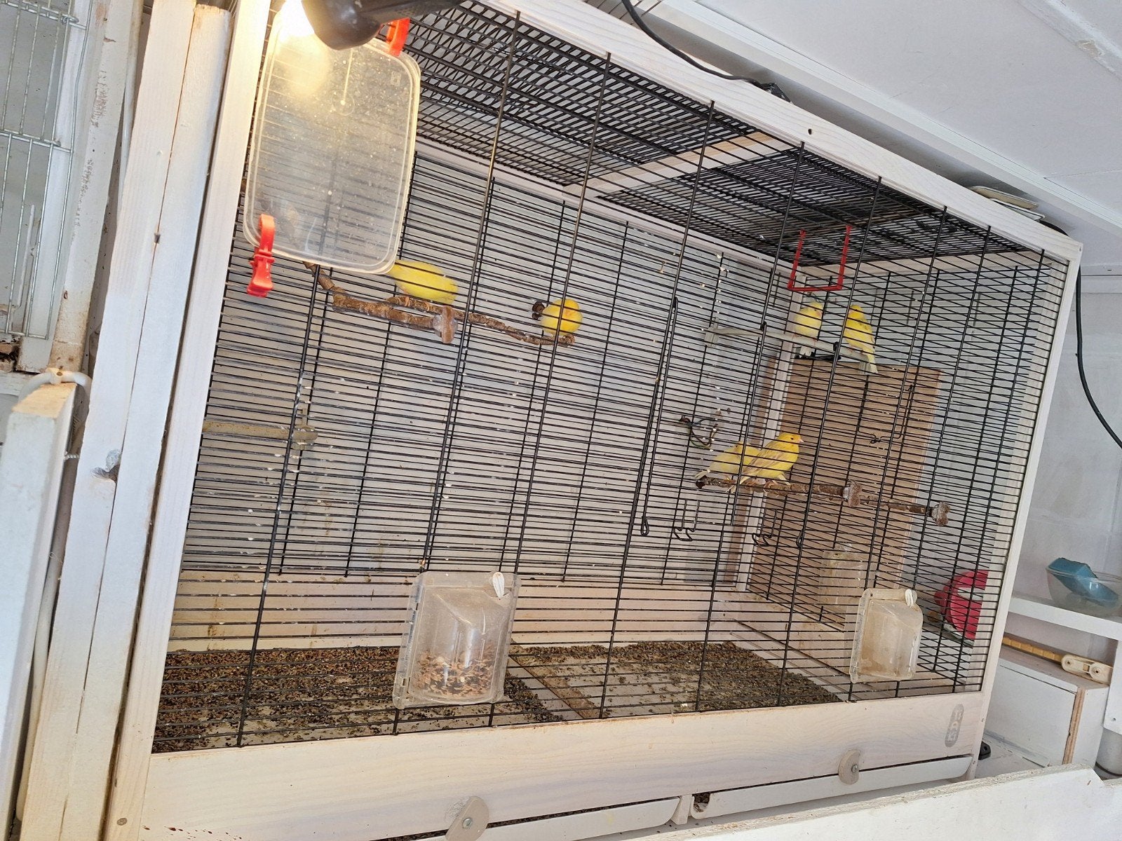 Te Koop...Kanaries /Kanarie/Vogels, Dieren en Toebehoren, Meerdere dieren, Kleurkanarie