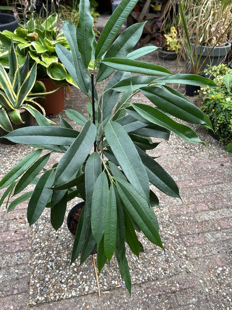 Ficus Amstel King🪴, Ficus, In pot, Minder dan 100 cm, Groene kamerplant
