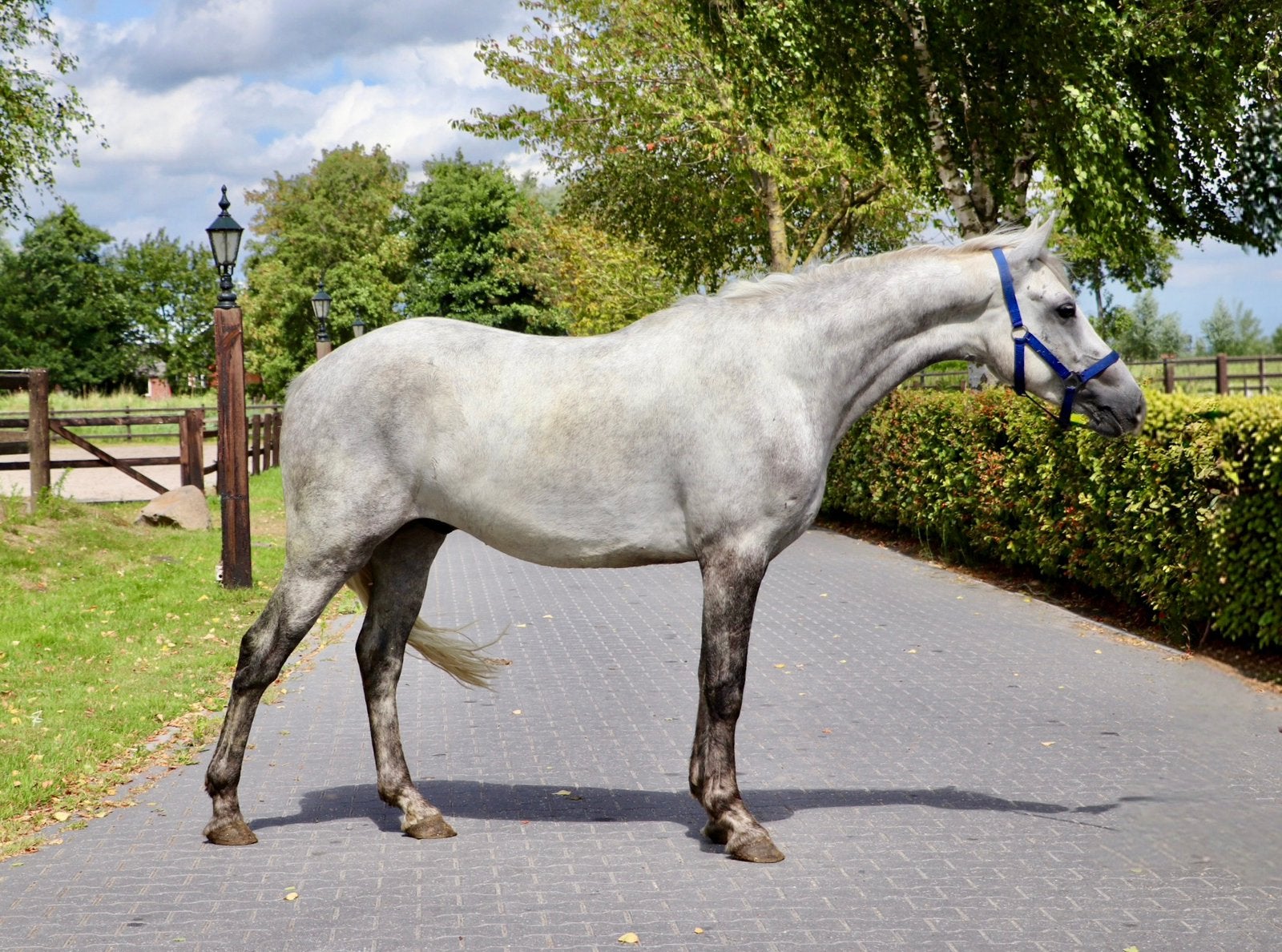 Diverse 3- en 4-jarige Connemara pony’s te koop, Met stamboom, Ruin, Springpony, 3 tot 6 jaar