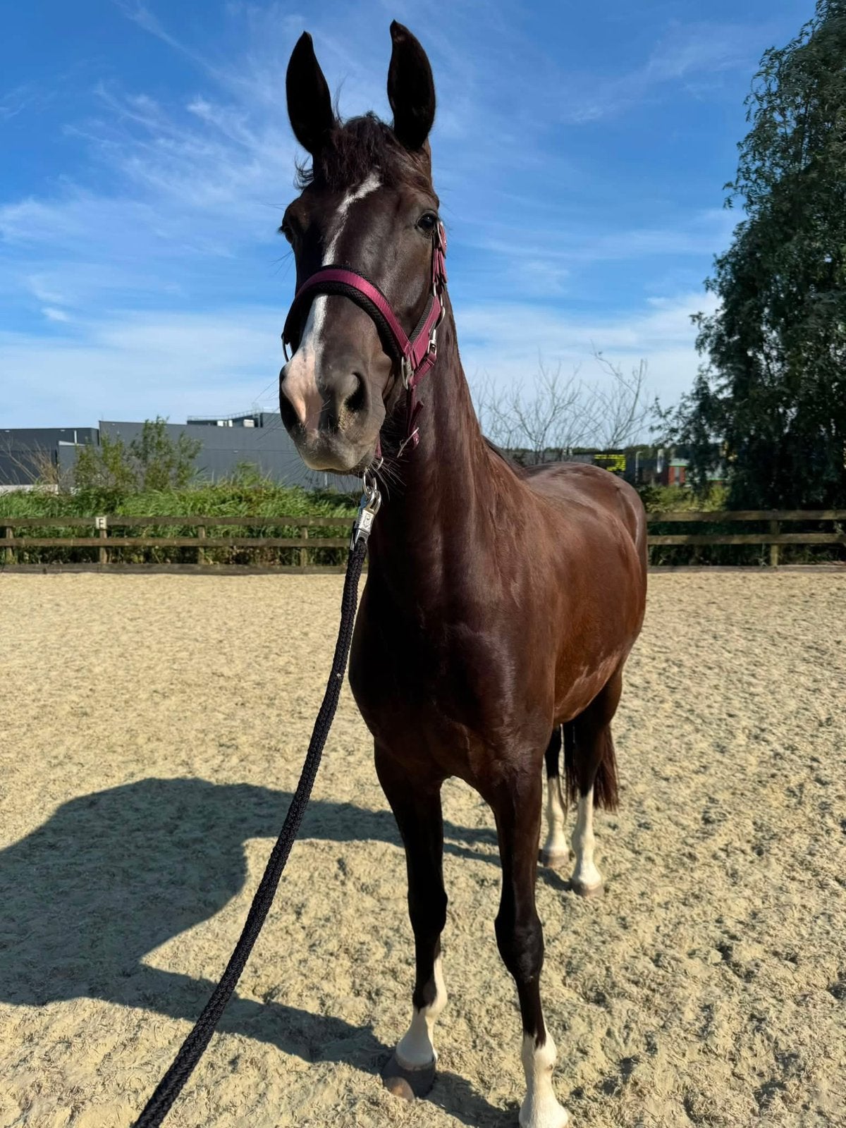 Verzorgster gezocht, Dieren en Toebehoren, 1 paard of pony