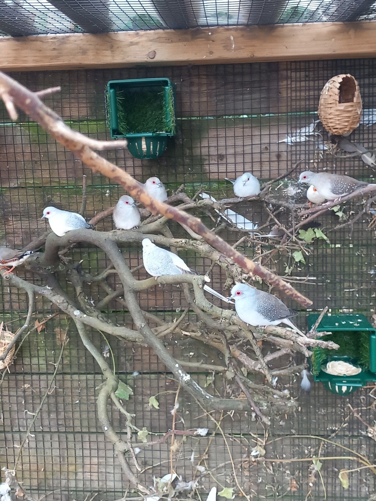 diamant duifjes Diamantduif diamantduiven, Dieren en Toebehoren, Meerdere dieren, Tropenvogel